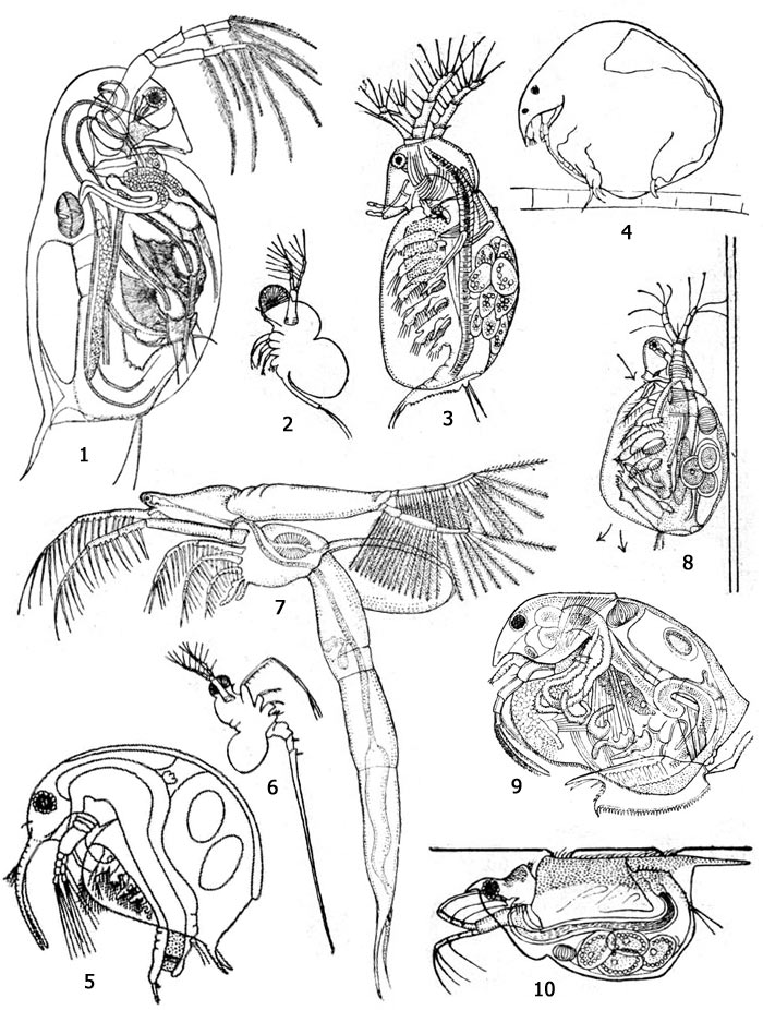   . 1 -  (Daphnia pulex), 2 -  (Polyphemus pediculus), 3 -  (Sida crystallina), 4 -  (Chydorus sphaericus)   , 5 -  (Bosmina longirostris), 6 -  (Bythotrephes longimanus), 7 -  (Leptodora kindti), 8 -  (Simocephalus vetulus),    , 9 -  (Eurycercus lamellatus), 10 -  (Scaphoteberis mucronata)   