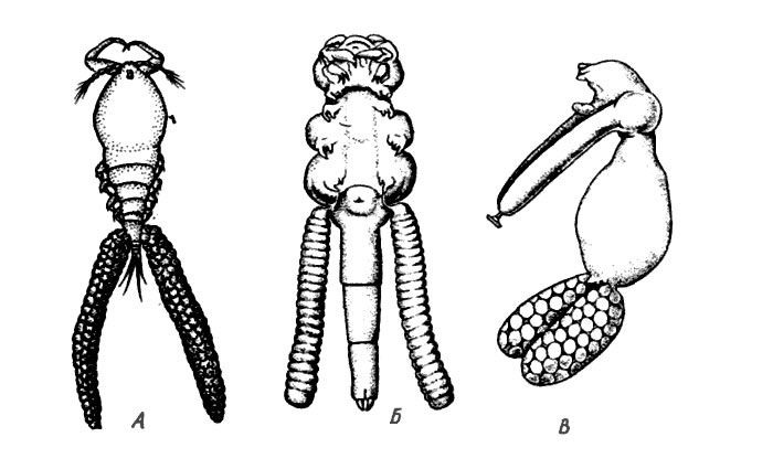 . 2.     Copepoda   .  - Ergasilus peregrinus;  - Lamproglena compacta       ;  - Achteres   