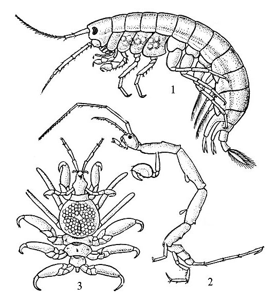  : 1- Gammarus; 2 - Gaprella anatifera; 3 - Paracyamus boopis