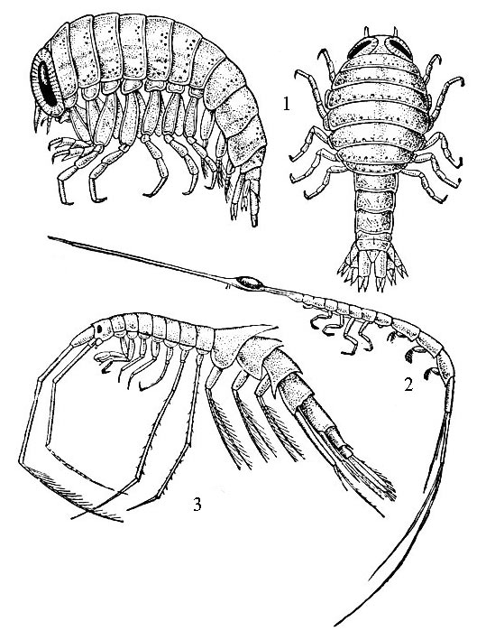  : 1 - Hyperia galba (  ); 2 - Rhabdonectes armatus; 3 - Macrohectopus branickii