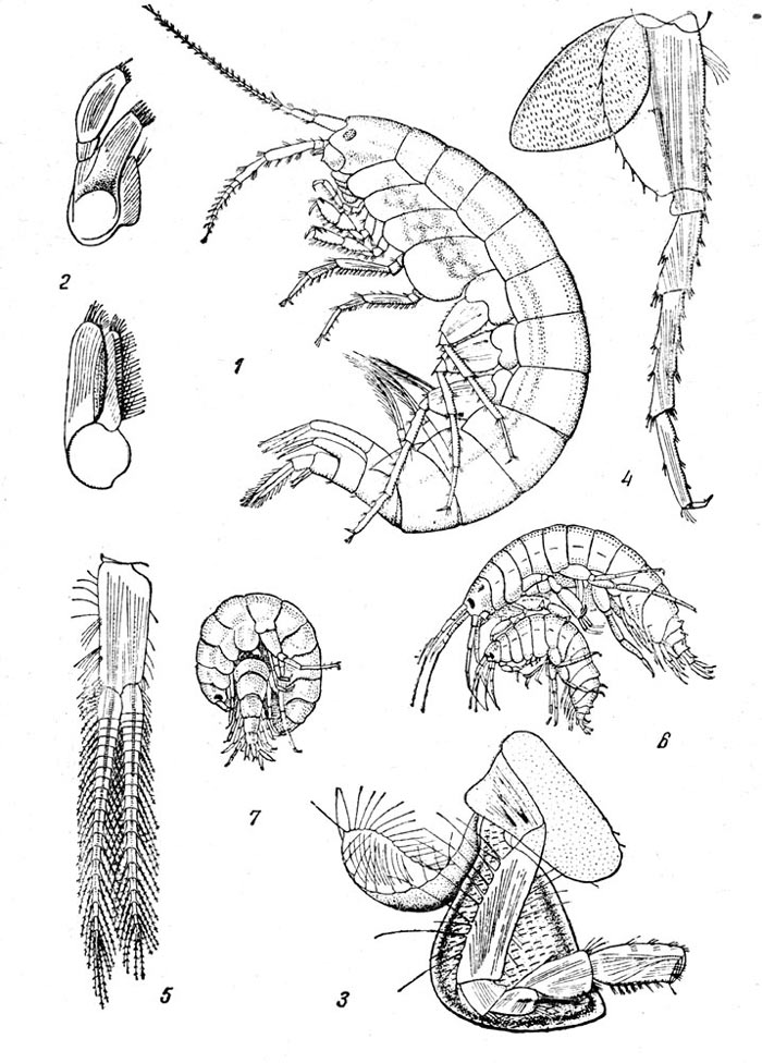  Gammarus lacustris: 1 -, 2 -   ()   , 3 -          , 4 -    , 5 -  , 6  7 - c