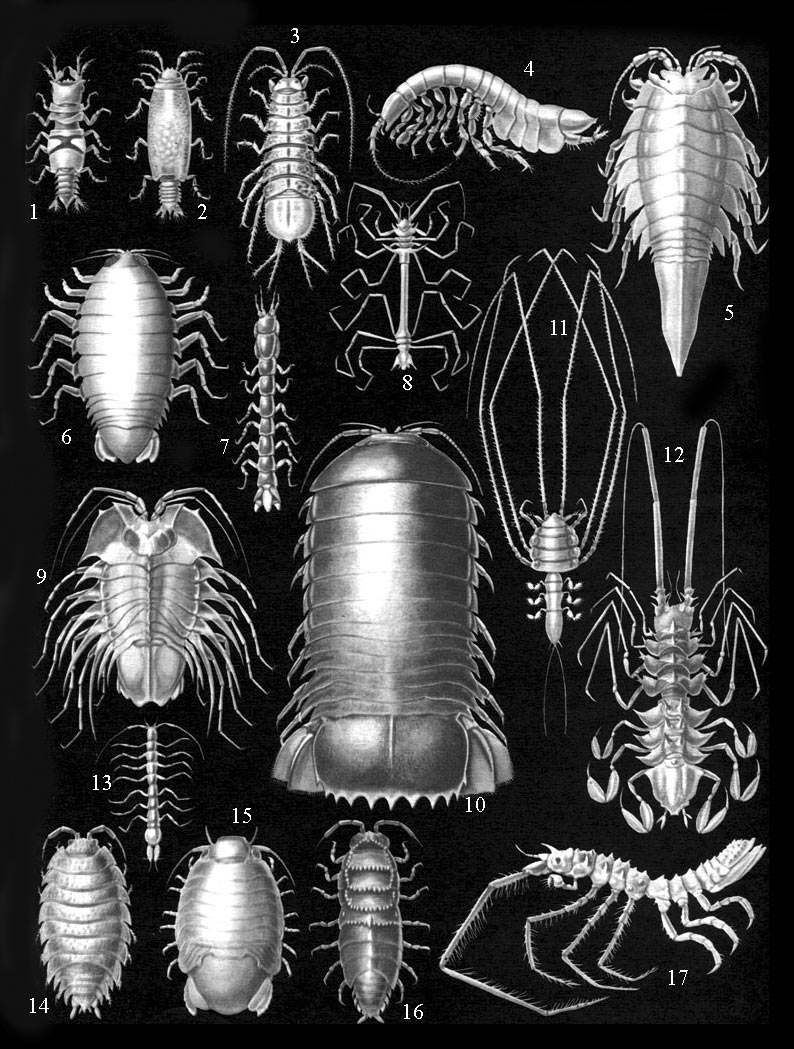  ,  : 1, 2 - Gnathia dentate,   ; 3 - Asellus aquaticus; 4 - Neophreatoicus assimilis; 5 - Mesidotea entomon; 6 - Aega psora; 7 - Cyathura carinata; 8 - Haplomesus insignis orientalis; 9 - Serolis sp.; 10 - Bathunomus giganteus; 11 - Munnopsis typica; 12 - Storthyngura herculean; 13 - Microcharon sp.; 14 - Porcellio scaber; 15 - Sphaeroma serratum; 16 - Hemilepistus cristatus; 17 - Antareturus ultraabyssalis