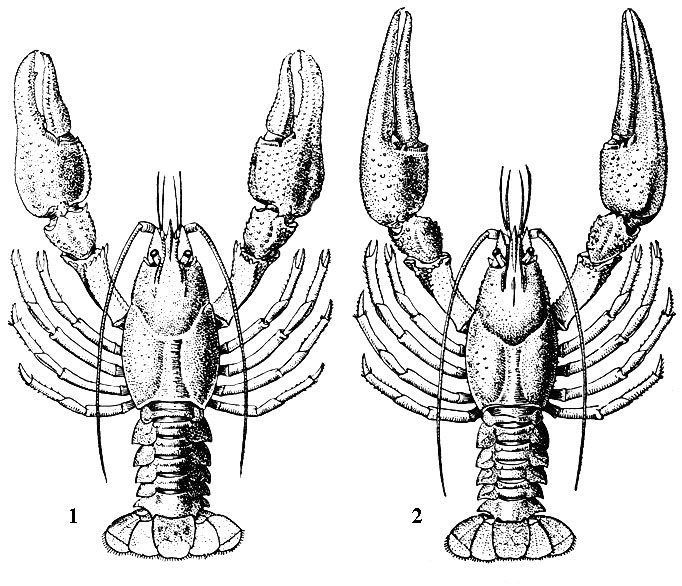  : 1-   (Astacus astacus), 2 -   (Pontastacus (Astacus) leptodactylus)