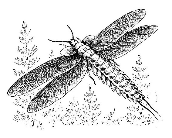   (Palaeodictyoptera)