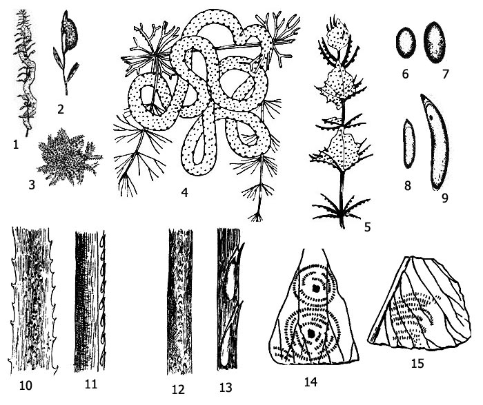    : 1 -   Epitheca bimaculata  , 2 -    (Libellula)  , 3    (Sympetrum)   , 4 -   Epitheca  , 5 -   Cordulia   , 6 -   Cordulia, 7 -   Epitheca, 8 -   (Erythromma), 9 -   (Lestes), 10 -   (Aeschna viridi)  , 11 -     , 12 -  ,      (Lestes), 13 -     , 14 -   Agrlon pulchellem      , 15 -   (Gomphus)      