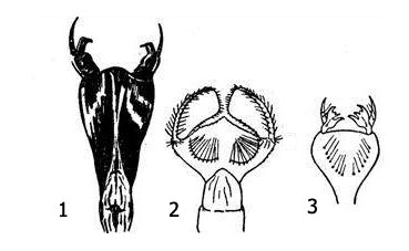     : 1     - (Aeschna); 2     (Corduliidae); 3        (Lestidae)