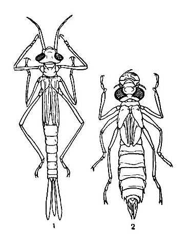   : 1    - (Agrion); 2    - (Aeschna)