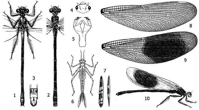   (Calopteryx splendens): 1 -    , 2 -    , 3 -   , 4 -  , 5 -  , 6 -   , 7 -   ( ), 8 -  , 9 -  , 10 -      