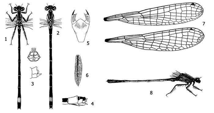     ,    (Ischnura elegans): 1 -    , 2 -    , 3 -   , 4 -   , 5 -  , 6 -   , 7 -    , 8 -   