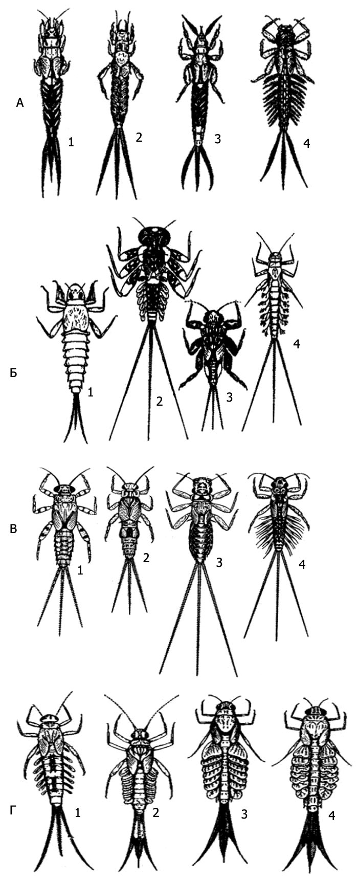    .  -   : 1  Palingenia longicauda, 2 - Polymitarcis virgo, 3  Ephemera vulgata, 4  Potamanthus luteus;  -      : 1  Oligoneuriella rhenana, 2  Ecdyonurus forcipula, 3  Torleya belgica, 4  Habrophlebia lauta;  -   : 1  Ephemerella ignita, 2  Caenis macrura, 3  Choroterpes picteti, 4  Paraleptophlebia submarginata;  -   : 1  Baetis bioculatus, 2  Cloeon dipterum, 3  Siphlonurus aestivalis, 4  Siphlurella linneana