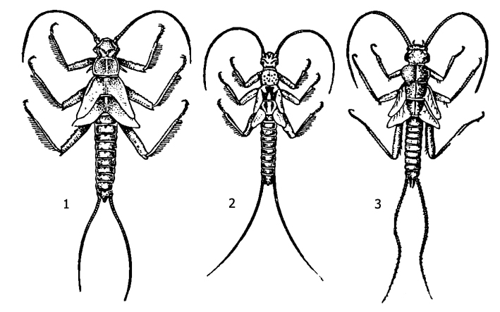  : 1 - Taeniopteryx nebulosa, 2 - Brachyptera risi, 3 - Nemura picteti