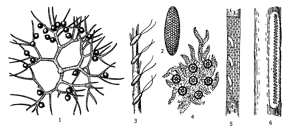   : 1 -   (Corixa dentipes)   , 2 -  (Notonecta glauca), 3 -  (Ranatra linearis), 4 -   (Nepa cinerea), 5 -  (Naucoris cimicoides), 6 -  ( Gerris)