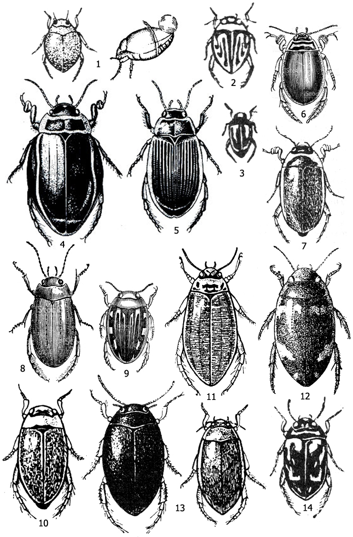 . 1.     (Dytiscidae): 1 -  (Hyphydrus ferrugineus), 2 -  (Hygrotus), 3 -  (Hydroporus), 4 -   (Dytiscus latissimus), 5    (Dytiscus marginalis), 6 -   (Acilius sulcatus), 7 -   (Hydaticus transversalis), 8 -   (Graphoderes cinereus), 9 -  (Laccophilus), 10 -  (Rhantus), 11 -  (Colymbetes), 12 -   (Agabus bipustulatus), 13 -  (Ilybius)( - ,  - ), 14 -   (Platambus maculatus)