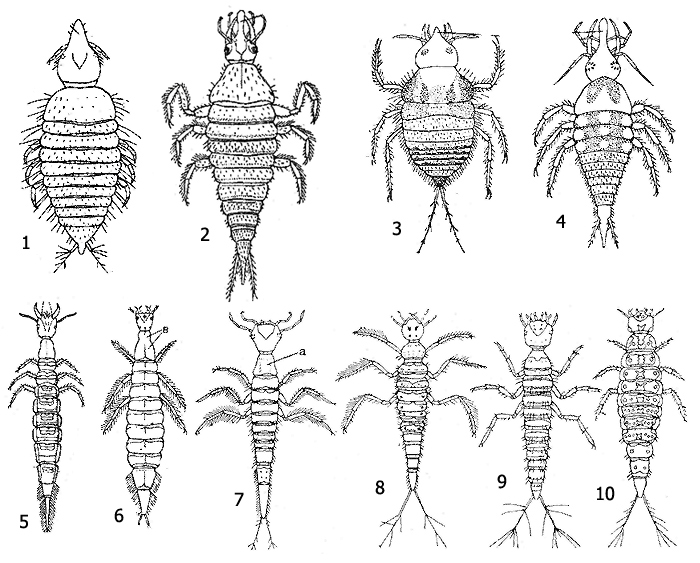     (Dytiscidae): 1 - , 2 - , 3 - , 4 - , 5 - , 6 - , 7 - , 8 - , 9 - , 10 - 