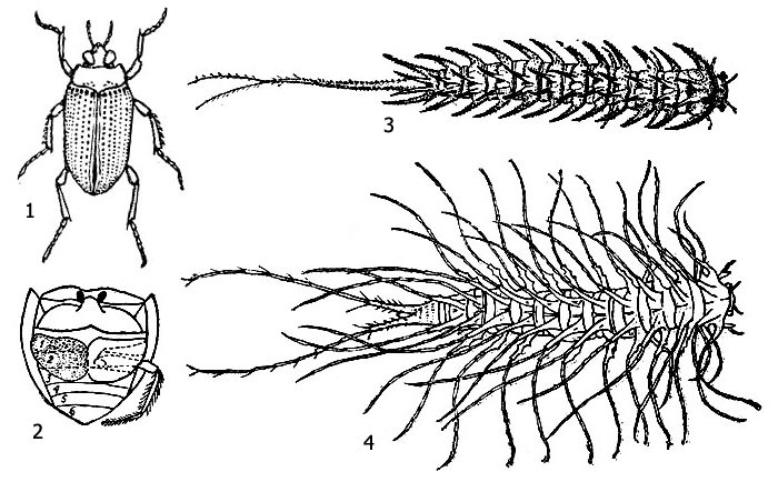 . 1. : 1 -  (Peltodytes caesus), , 2 -       , 3 -  Haliplus fulvus, 4 -  Cnemidotus caesus