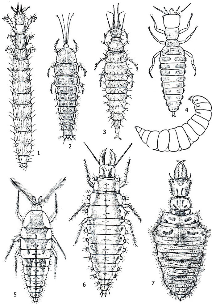 . 1.  : 1 - Dilar turcicus, 2 - Sisyra fuscata, 3 - Osmylus chrysops, 4 - Mantispa styriaca (c -  ,  -  ), 5 - Conwentzia psociformis, 6 - Chrysopa vilgaris, 7 - Myrmeleo sp.