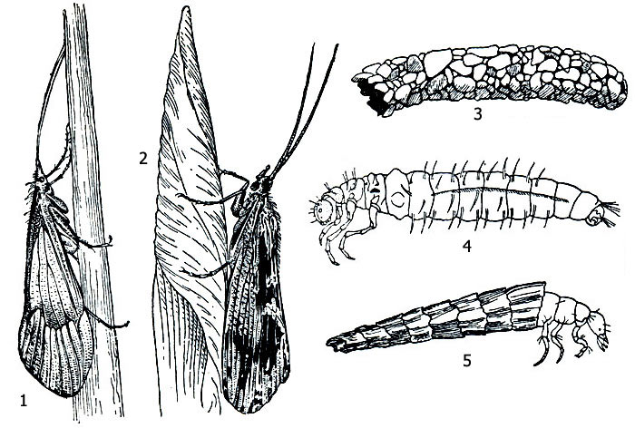 . 1. : 1 -  (Stenophylax permistus), 2 -  (Phryganea grandis), 3  4 -     (Stenophylax), 5 -   (Phryganea striata)  