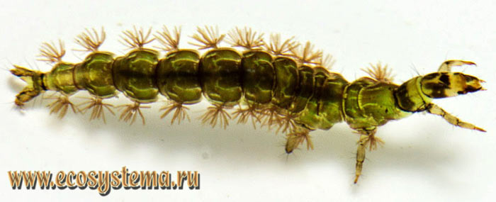  2.   (Rhyacophila sp.)