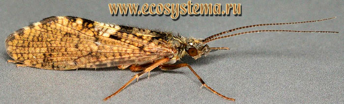  1.  (Rhyacophila sp.), 