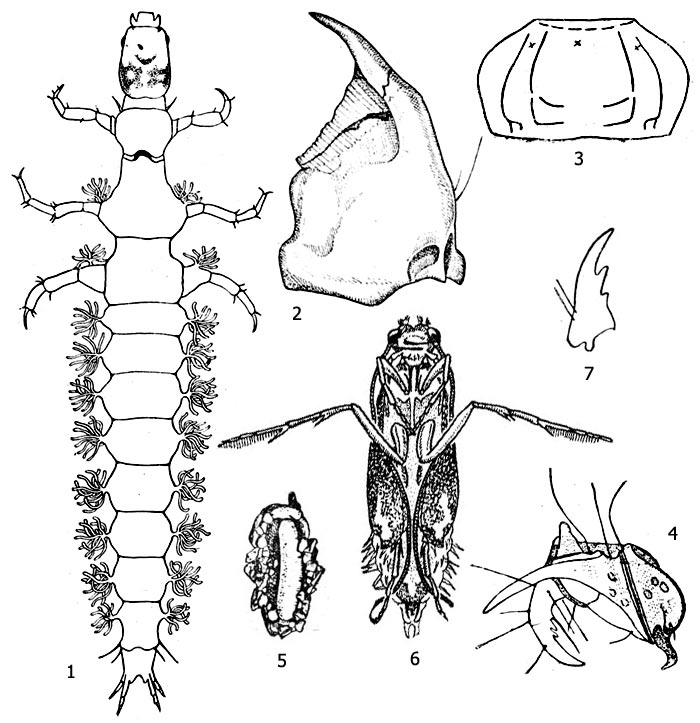 . 1.  (Rhyacophila sp.): 1 - , 2 -  , 3 -       , 4 -  , 5 -   , 6 -  , 7 -  