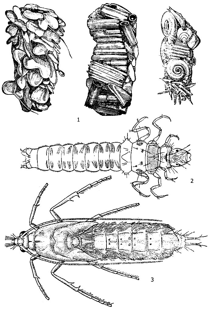 . 1.     (Limnephilus sp.): 1 -  , 2 -  Limnephilus flavicornis, 3 - 