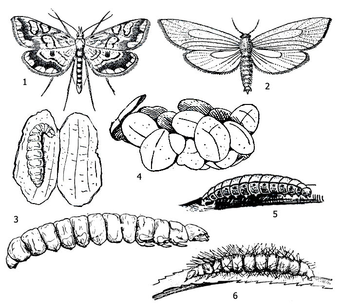 . 2.     : 1 -    (Elophila nymphaeata), 2 -    (Acentria ephemerella), 3 -    (Elophila nymphaeata), 4 -     (Cataclysta lemnata)   , 5 -    (Acentria ephemerella), 6 -    (Parapoynx stratiotata)