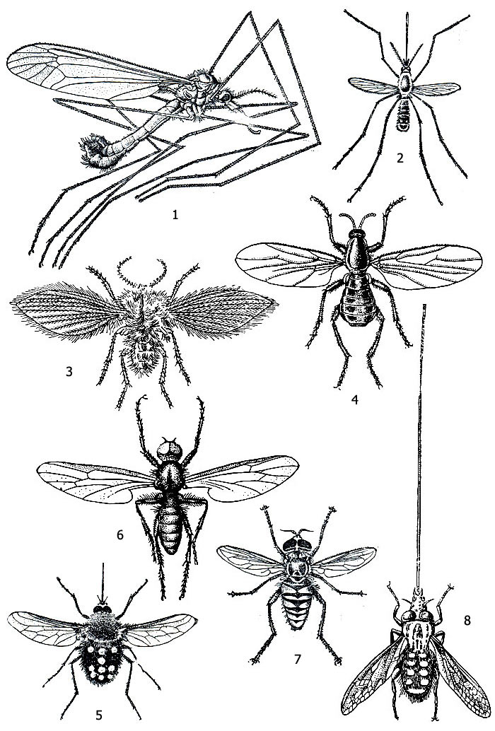 . 2.   : 1 - - Tipula lunata, 2 -  Megarrhinus christophi, 3 -  Psychoda alternata, 4 -  Scatopse notata, 5 -  Bombylius sticticus, 6 -  Bibio marci, 7 -  Spilomyia digitata, 8 -  Megistorrhynchus longirostris