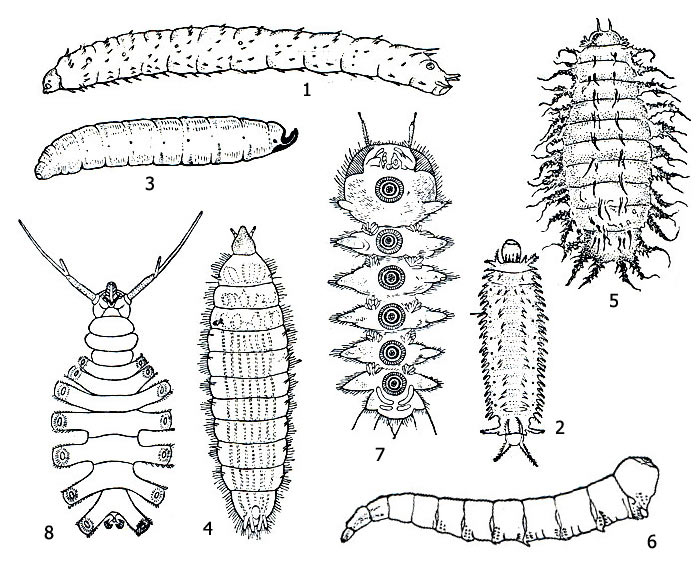 . 3.  : 1  2 - , 3 - , 4 - , 5  6 -  ;   : 7 -    (Blepharocera fasciata), 8 -    (Deuterophlebia mirabilis) -   