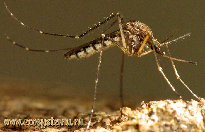  1. - (Aedes communis), 