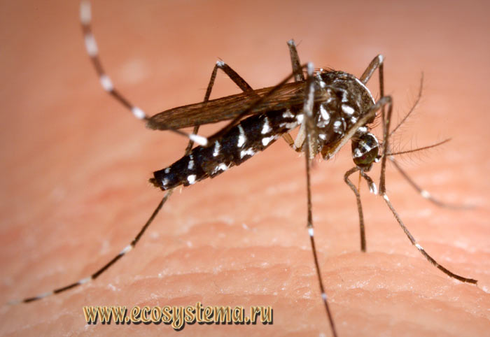  4: Aedes albopictus,  Asian tiger mosquito (  )