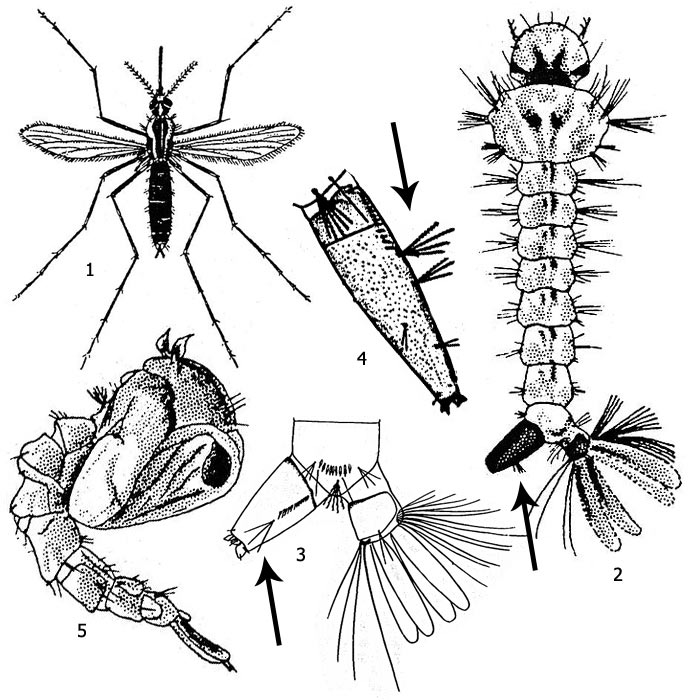 . 1. - ( Aedes): 1 -   (), 2 -  (  ), 3 -            ( ), 4 -    ( Culex)       ( ), 5 - 