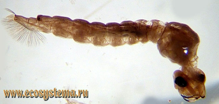  1.    (Cryophila lapponica)