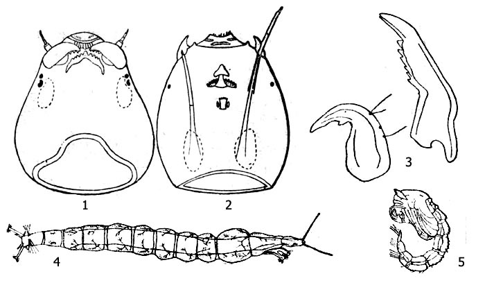. 3:   : 1 -    Orthocladiinae ( ), 2 -    Pelopiinae ( ), 3 -   (Pelopiinae), 4 -   (Procladius = Tanypus), 5 -   (Ablabesmyia)