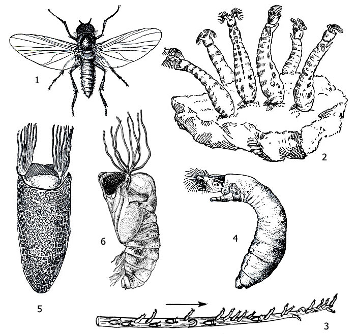 . 1.  ( Simuliidae): 1 -    (Simulium latipes), 2, 3 -    , 4 - , 5 -  Simulium ornatum  , 6 - 
