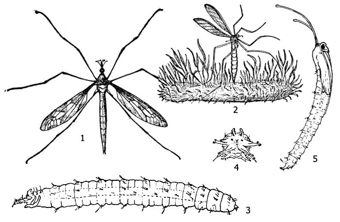 . 1. - ( Tipulidae): 1 -  Tipula gigantea, 2 -    , 3 - , 4 -   , 5 - 