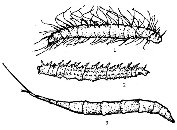 . 2:    ,    (.  ): 1 -  (Phalacrocera repicata), 2 - ,   (Diogma glabrata), 3 - -  ( Ptychoptera)