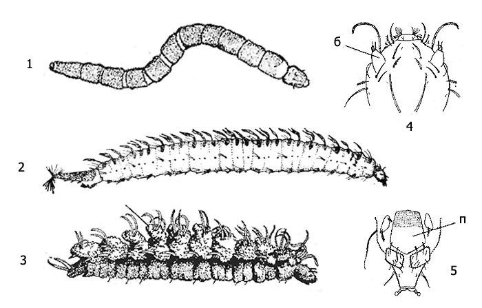 . 1.  ( Psychodidae): 1 -   (Psychodidae), 2 -  ,   (Pericoma sp.), 3 -  Clytocerus, 4 -  Clytocerus ( - ), 5 -      (Pericoma sp.)( - )