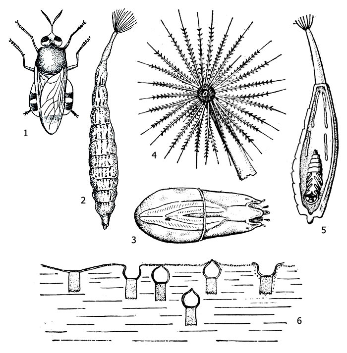 . 1.  ( Stratiomyidae): 1 -  (Stratiomys sp.), 2 -  (Stratiomys sp.), 3 -  , 4 -      , 5 - , 6 -       