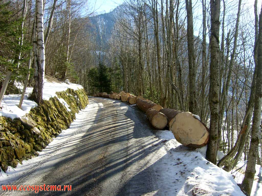 Mountain forest road and harvested timber on the northern marcoslope of the Hohe Tauern mountain massif, at an altitude of 1900 m above sea level. The piedmont of the Grossglockner mountain on the Grossglocknerstrasse road, closed for travel in winter. Salzburg, Southern Austria