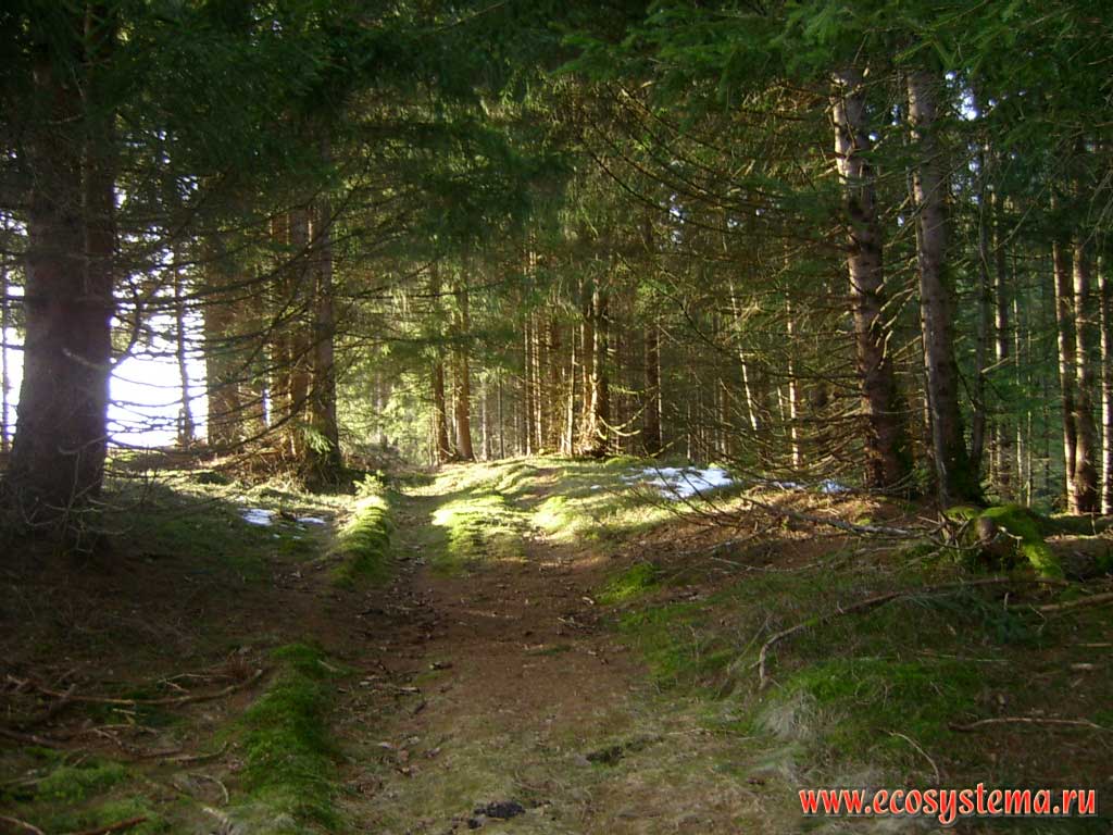 The interior undercrown space (under the canopy) of middle age dark coniferous spruce forest on the northern slope of the Hohe Tauern mountain massif, at an altitude of 1900 m above sea level. Outskirts of Uttendorf, Salzburg, Southern Austria