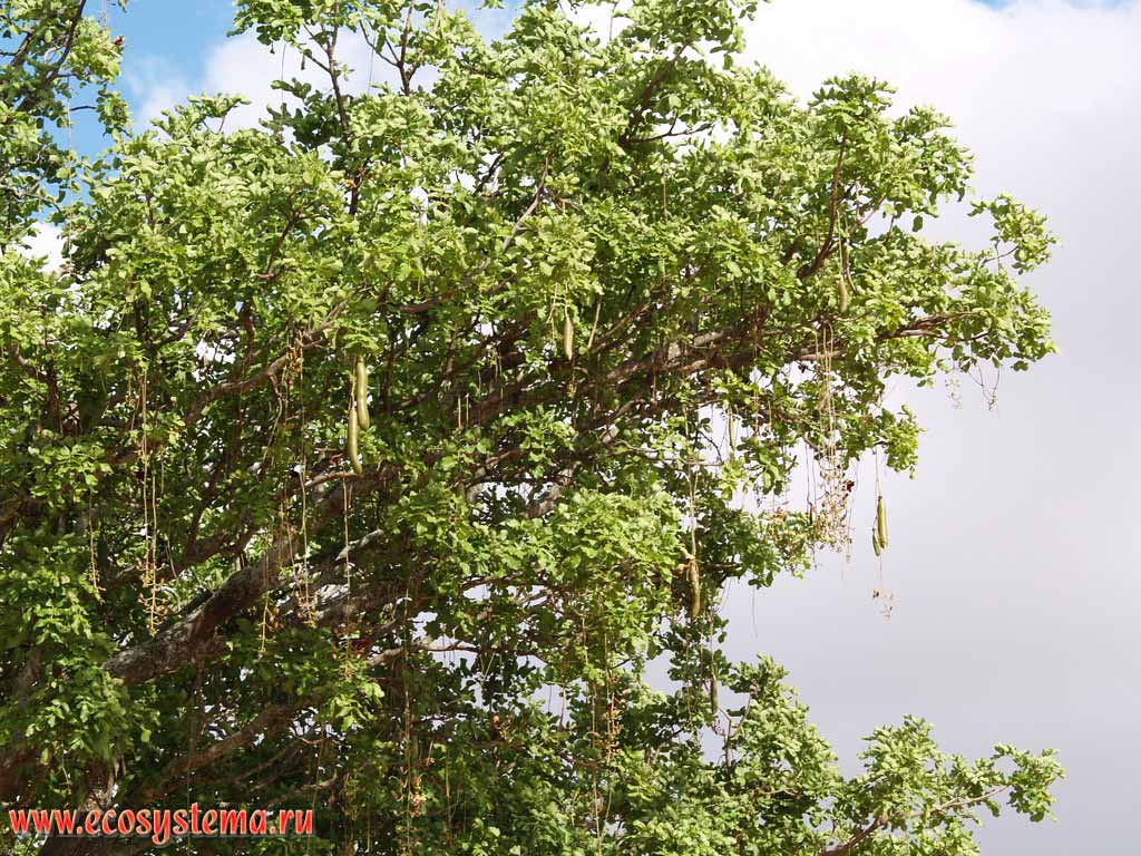  ,  ,    (Kigelia africana)
(  - Bignoniaceae).
,   