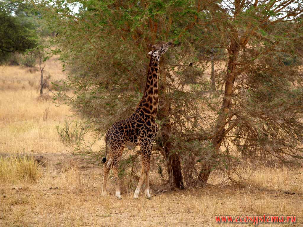  (Giraffa camelopardalis) (  - Giraffidae,
  - Artiodactyla)  .
,   