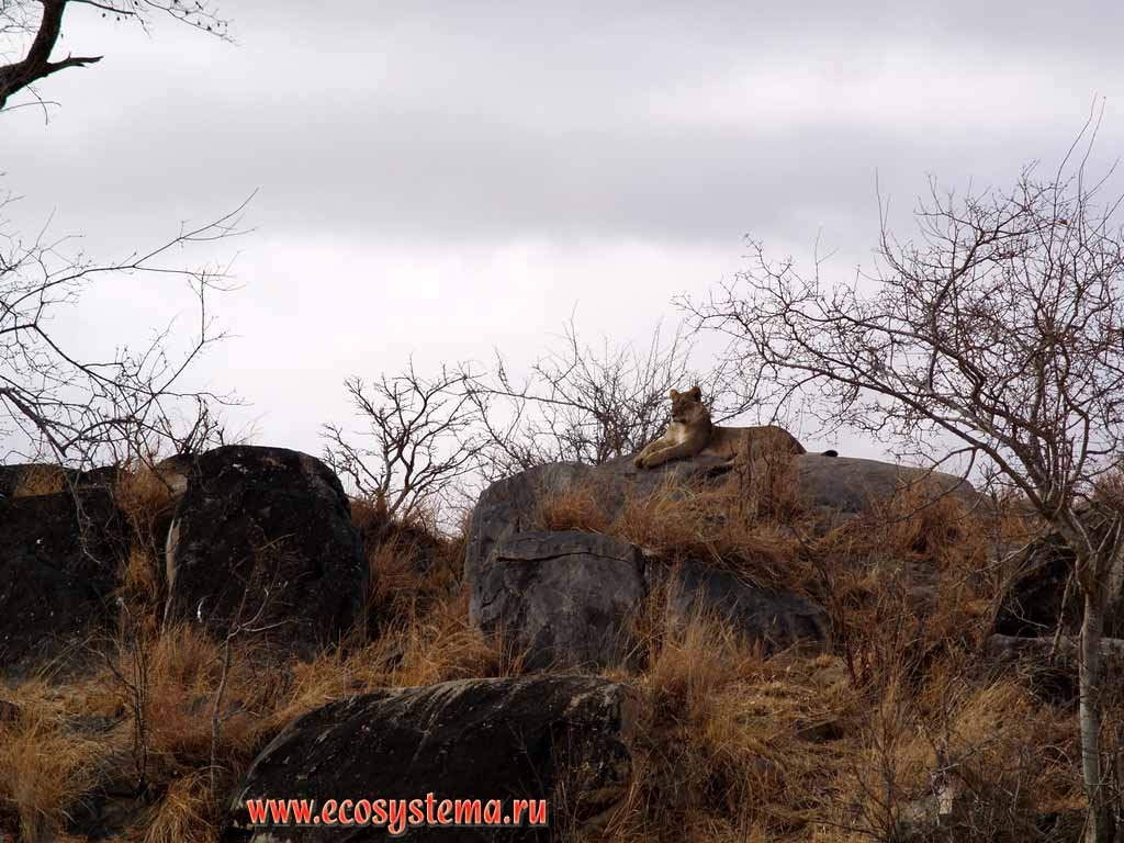 ,    (Panthera leo) -     
(  - Felidae,   - Carnivora).
,   