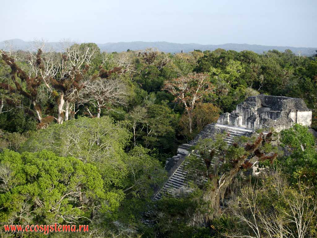     ()   .
   (Tikal),  -.
 -, 