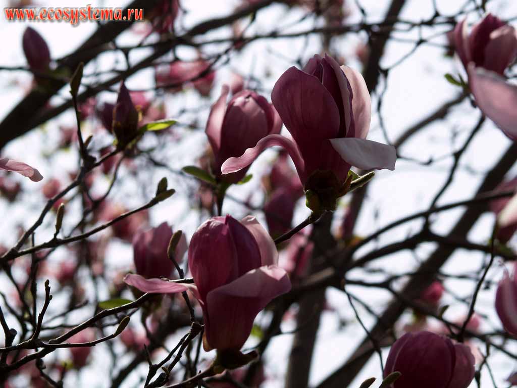  ,   -  
(Magnolia soulangeana) (  - Magnoliaceae)