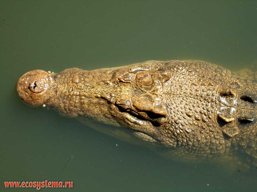   (Crocodylus porosus),    .
   ()