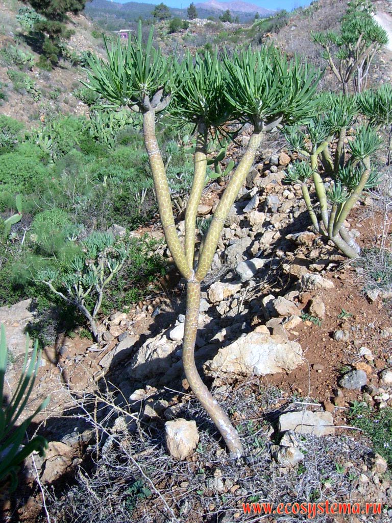  ,    (Senecio Kleinia = Kleinia neriifolia)
(   Asterales,    Synandrae).
    
(0-600    )