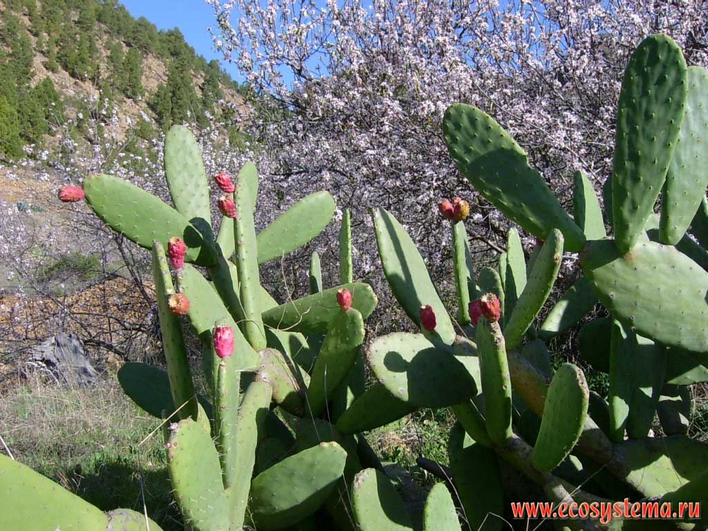   (Prunus amygdalus = Amygdalus communis) 
  (Opuntia ficus-indica)     
(500-800    )