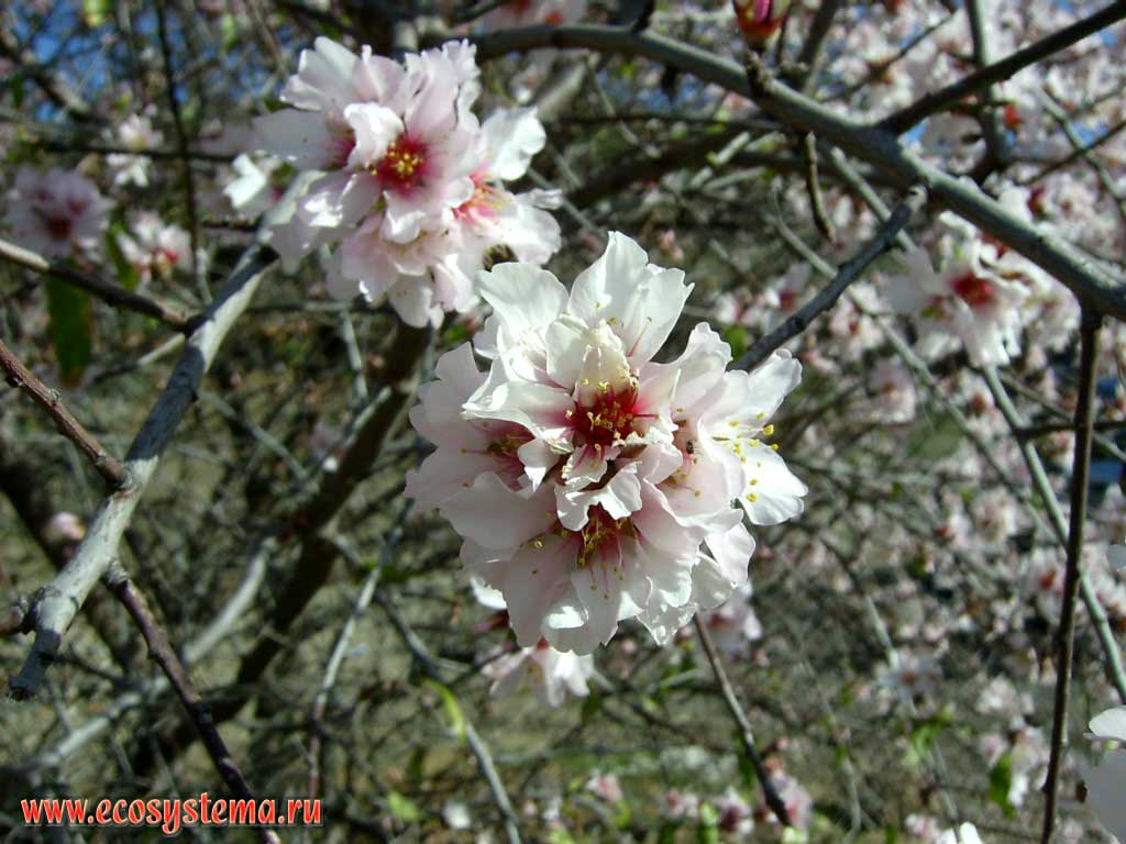    (Prunus amygdalus = Amygdalus communis)
( ,    Rosaceae)