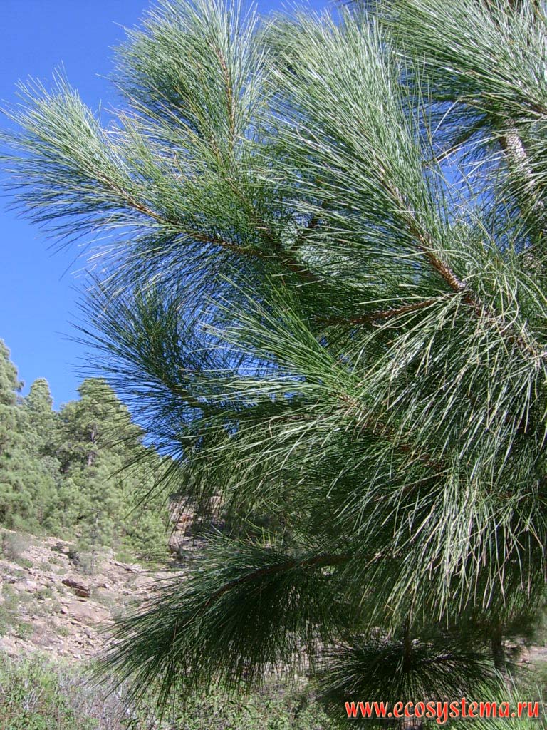 Canary Island pine (Pinus canariensis)  the endemic of the Canary Islands.
Temperate coniferous forest zone (800-1500 meters above sea level). Tenerife Island, Canary Archipelago